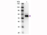 Alkaline Phosphatase Antibody in Western Blot (WB)