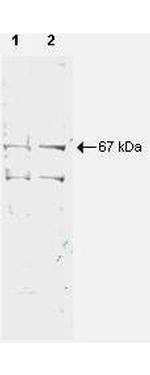 NRF1 Antibody in Western Blot (WB)