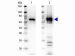 NRF1 Antibody in Western Blot (WB)