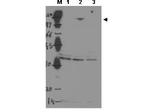 ASPP2 Antibody in Western Blot (WB)