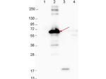 DbpA Antibody in Western Blot (WB)