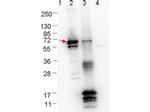 ErpN/OspE Antibody in Western Blot (WB)