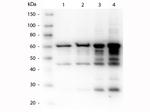 p35 Antibody in Western Blot (WB)