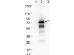 OspA Antibody in Western Blot (WB)