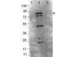 Flagellin Antibody in Western Blot (WB)