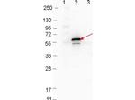 DbpB Antibody in Western Blot (WB)