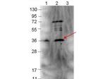 p39 Antibody in Western Blot (WB)