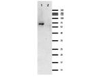 CRASP-1 Antibody in Western Blot (WB)