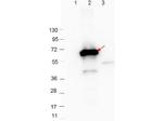 CRASP-2 Antibody in Western Blot (WB)