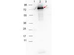 Surface Lipoprotein p27 Antibody in Western Blot (WB)