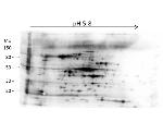 HMW E.Coli Host Cell Proteins Antibody in Western Blot (WB)