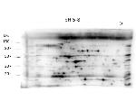 LMW E.Coli Host Cell Proteins Antibody in Western Blot (WB)