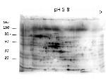 E.coli Combined HCP Antibody in Western Blot (WB)