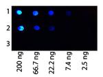 Protein G Antibody in Dot Blot (DB)