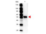 Carboxypeptidase Y Antibody in Western Blot (WB)