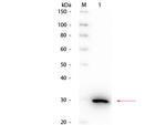 Carbonic Anhydrase II Antibody in Western Blot (WB)