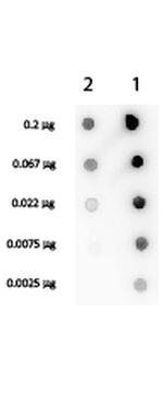 Streptavidin Antibody in Dot Blot (DB)