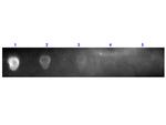 Streptavidin Antibody in Dot Blot (DB)