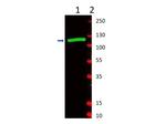 beta Galactosidase Antibody in Western Blot (WB)