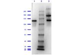 beta Galactosidase Antibody in Western Blot (WB)