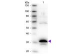 Carboxypeptidase A Antibody in Western Blot (WB)