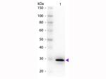 Carbonic Anhydrase II Antibody in Western Blot (WB)