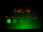 Ovalbumin Antibody in Dot Blot (DB)