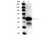 Ovalbumin Antibody in Western Blot (WB)