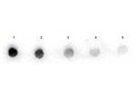 Arginase Antibody in Dot Blot (DB)