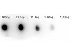 Carbonic Anhydrase II Antibody in Dot Blot (DB)