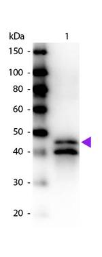 Ovalbumin Antibody in Western Blot (WB)