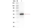 Alkaline Phosphatase Antibody in Western Blot (WB)