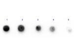 Glutamate Dehydrogenase Antibody in Dot Blot (DB)