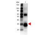 L-Asparaginase Antibody in Western Blot (WB)