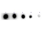 Xanthine Oxidase Antibody in Dot Blot (DB)