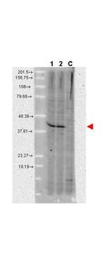 Aha1 Antibody in Western Blot (WB)