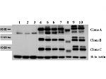 AKT2 Antibody in Western Blot (WB)