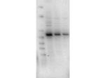 AKT2 Antibody in Western Blot (WB)