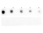 Protein A Antibody in Dot Blot (DB)