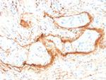 Elastin (ELN) Antibody in Immunohistochemistry (Paraffin) (IHC (P))