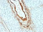 Elastin (ELN) Antibody in Immunohistochemistry (Paraffin) (IHC (P))