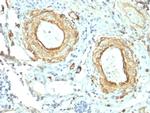 Elastin (ELN) Antibody in Immunohistochemistry (Paraffin) (IHC (P))