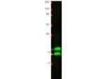 Interferon gamma Antibody in Western Blot (WB)