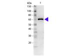 Bovine Serum Albumin Antibody in Western Blot (WB)