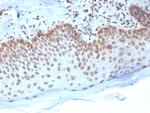 Emerin Antibody in Immunohistochemistry (Paraffin) (IHC (P))