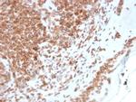 Emerin Antibody in Immunohistochemistry (Paraffin) (IHC (P))