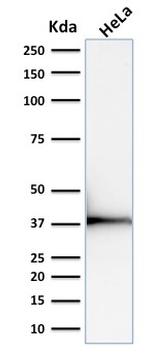 Emerin Antibody in Western Blot (WB)