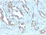 TIGIT/VSTM3/VSIG9 (Immune Checkpoint for Cancer) Antibody in Immunohistochemistry (Paraffin) (IHC (P))