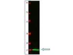 IL-2 Antibody in Western Blot (WB)