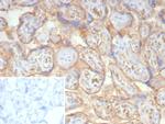 NSE gamma (Neuron Specific Enolase, gamma) (Neuroendocrine Marker) Antibody in Immunohistochemistry (Paraffin) (IHC (P))